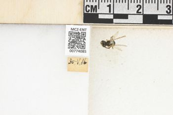 Media type: image;   Entomology 774085 Aspect: Labels